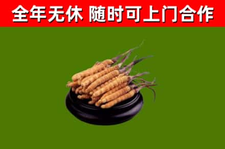商州区烟酒回收冬虫夏草.jpg